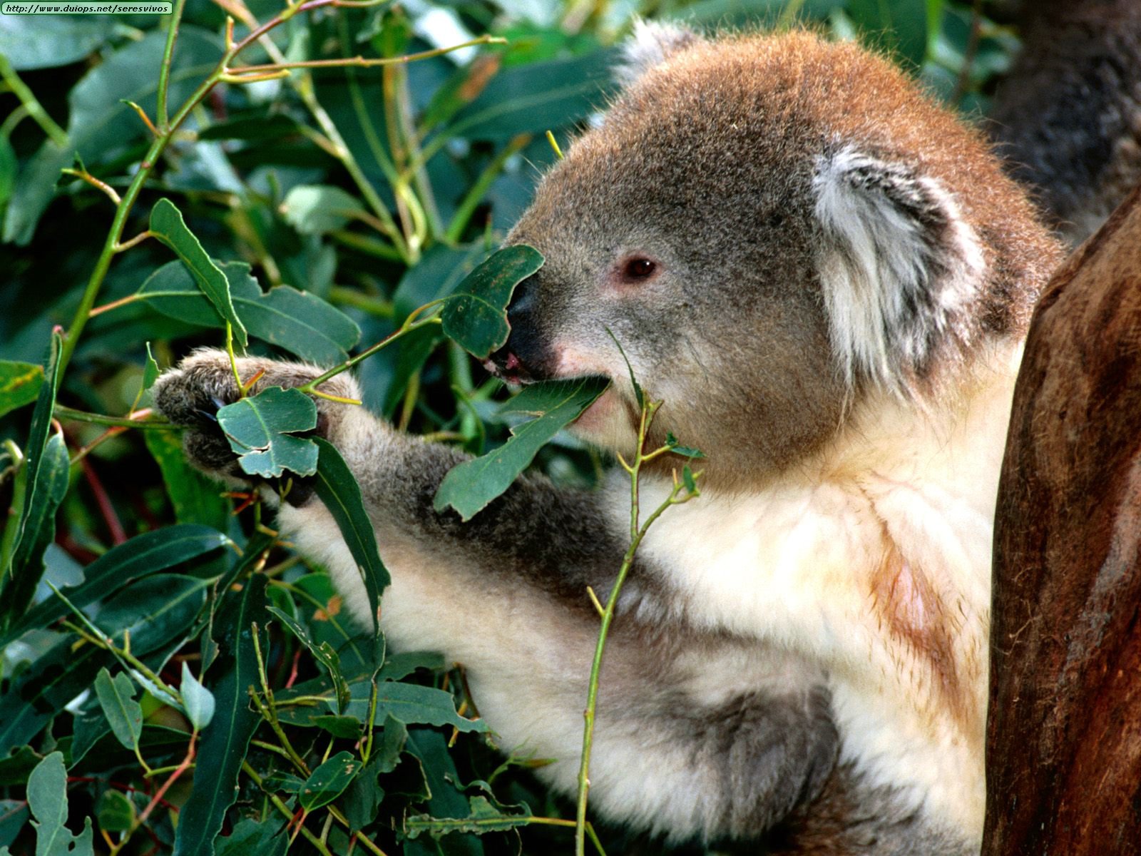 Fotos De Koalas